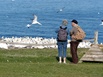 GAS - Gannet's