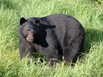 BC - Ours noir
