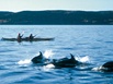 BC - Kayak et baleines