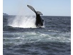 Baleines 3