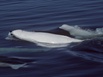 beluga