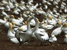Colony of Northern gannets, Bonaventure Island