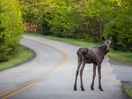 Surprise sur le chemin du Parc National de la Mauricie