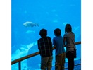 The marine world of the Gulf of the St Lawrence at Espace pour la vie - Montréal Biodôme