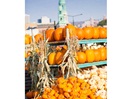 Fall market - Pumpkin time ! (Atwater Market)