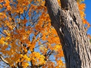 Couleurs d'automne