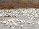 Oies blanches