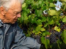 Vignoble de l'Ile d'Orléans