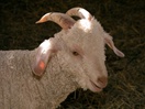 Le Chevrier du Nord Économusée, Chèvre angora