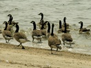 Bernaches sur la plage