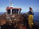 Pêche aux homards
