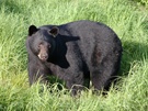 Ours noir