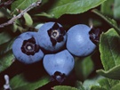 Bleuets