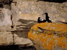 Birds on the Corossol island 