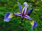 Flower - Blue flag
