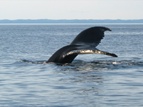Along the whale route, stop by to visit the Innu