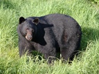 Domaine de l'ours noir