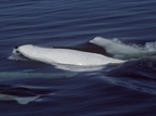 The Saguenay-St. Lawrence Marine Park