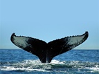 Whales and Fjord cruise