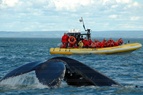 Whales and Fjord cruise