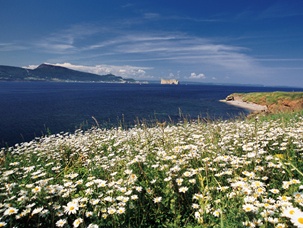 GAS - Champ de marguerites