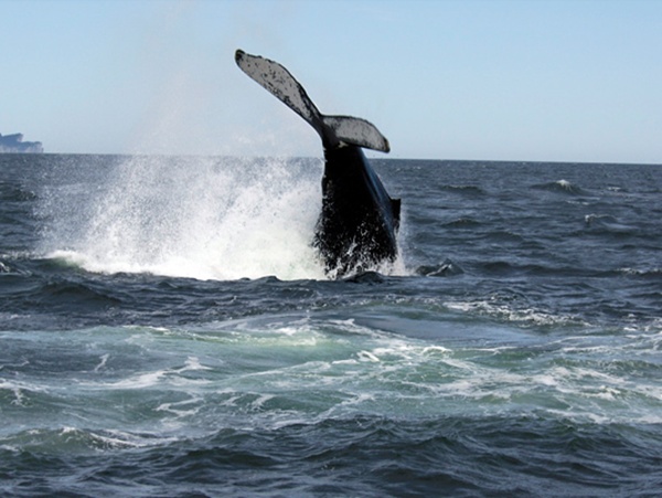 Activities - Gaspésie - Cruise Quebec & Canada New England