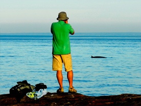 Whales watching 