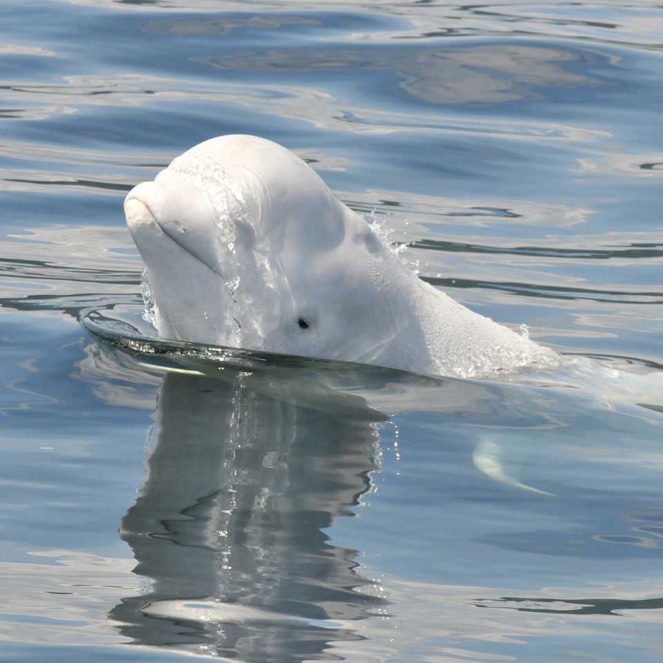 Beluga