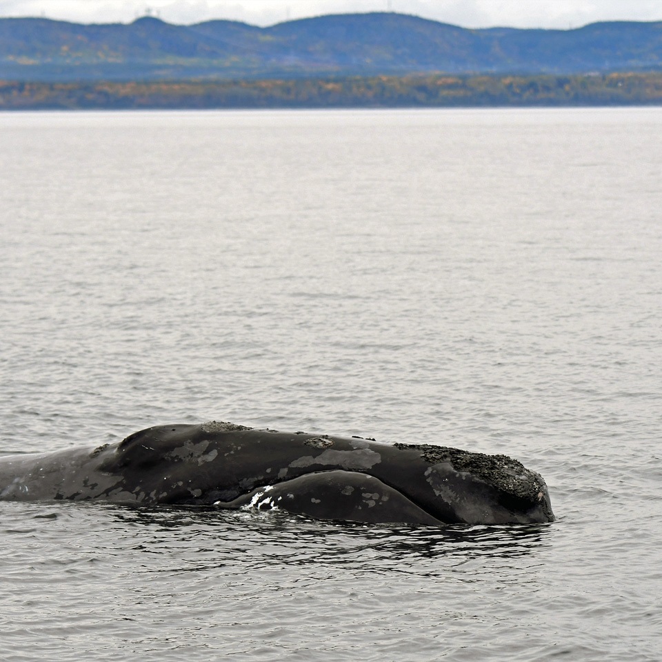 Baleine noire